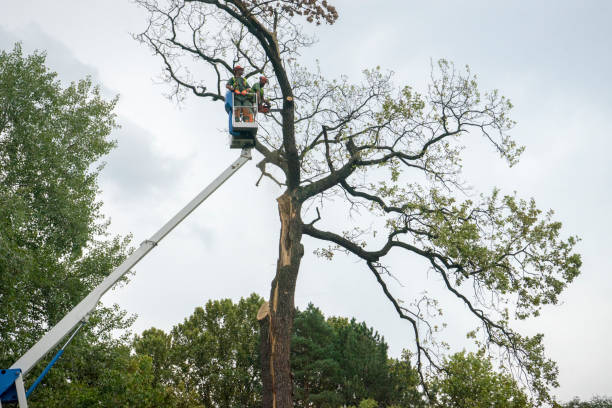 Best Seasonal Cleanup (Spring/Fall)  in Home Gardens, CA